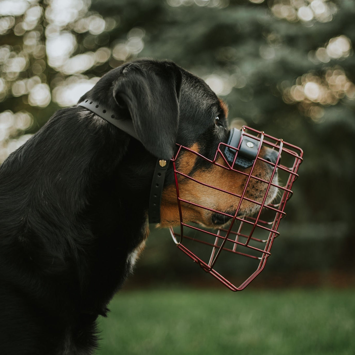 Maulkorbberatung (online)