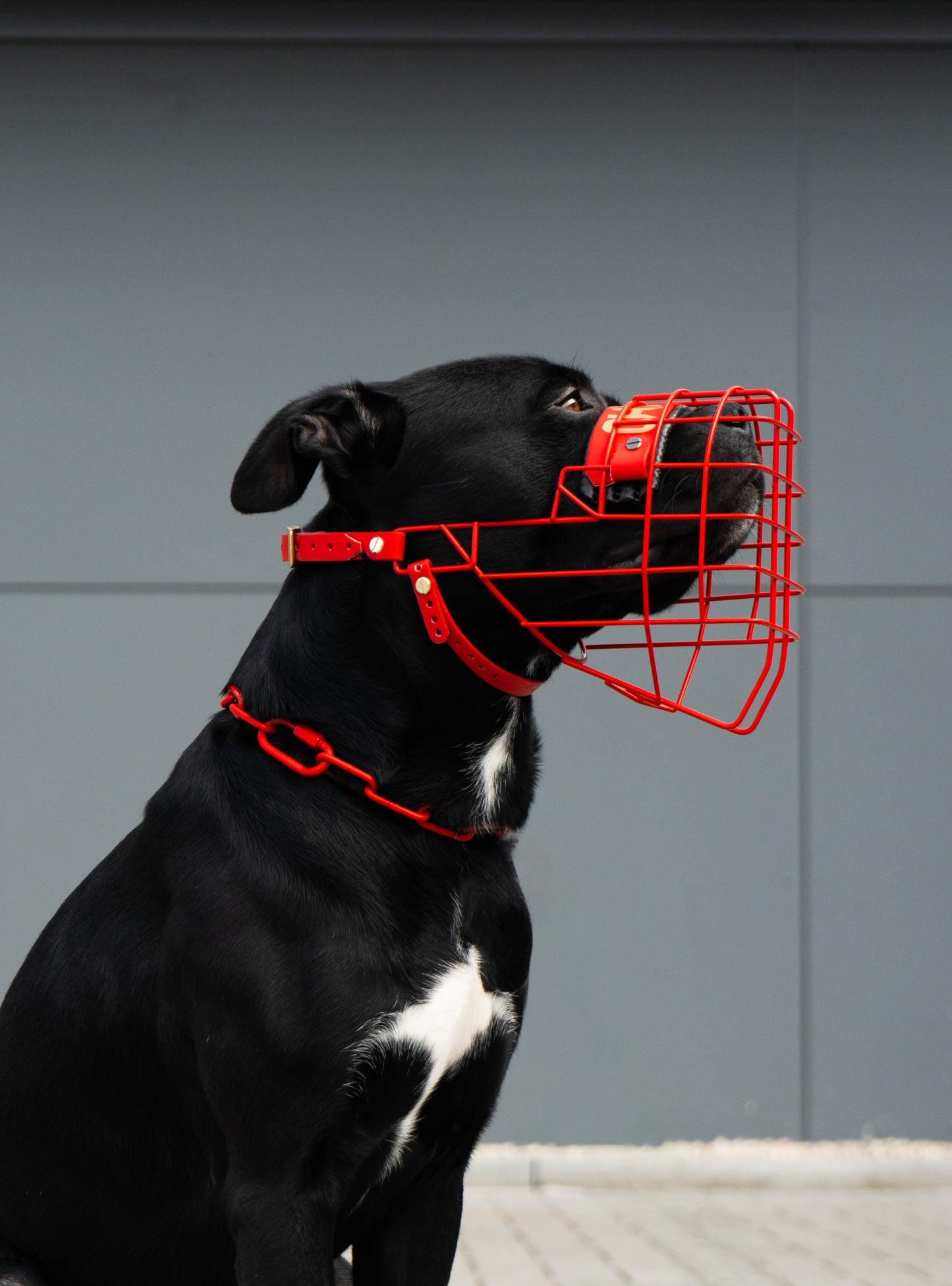 Kompetente Maulkorbberatung vor Ort für die besten Lösungen für Ihren Hund.
