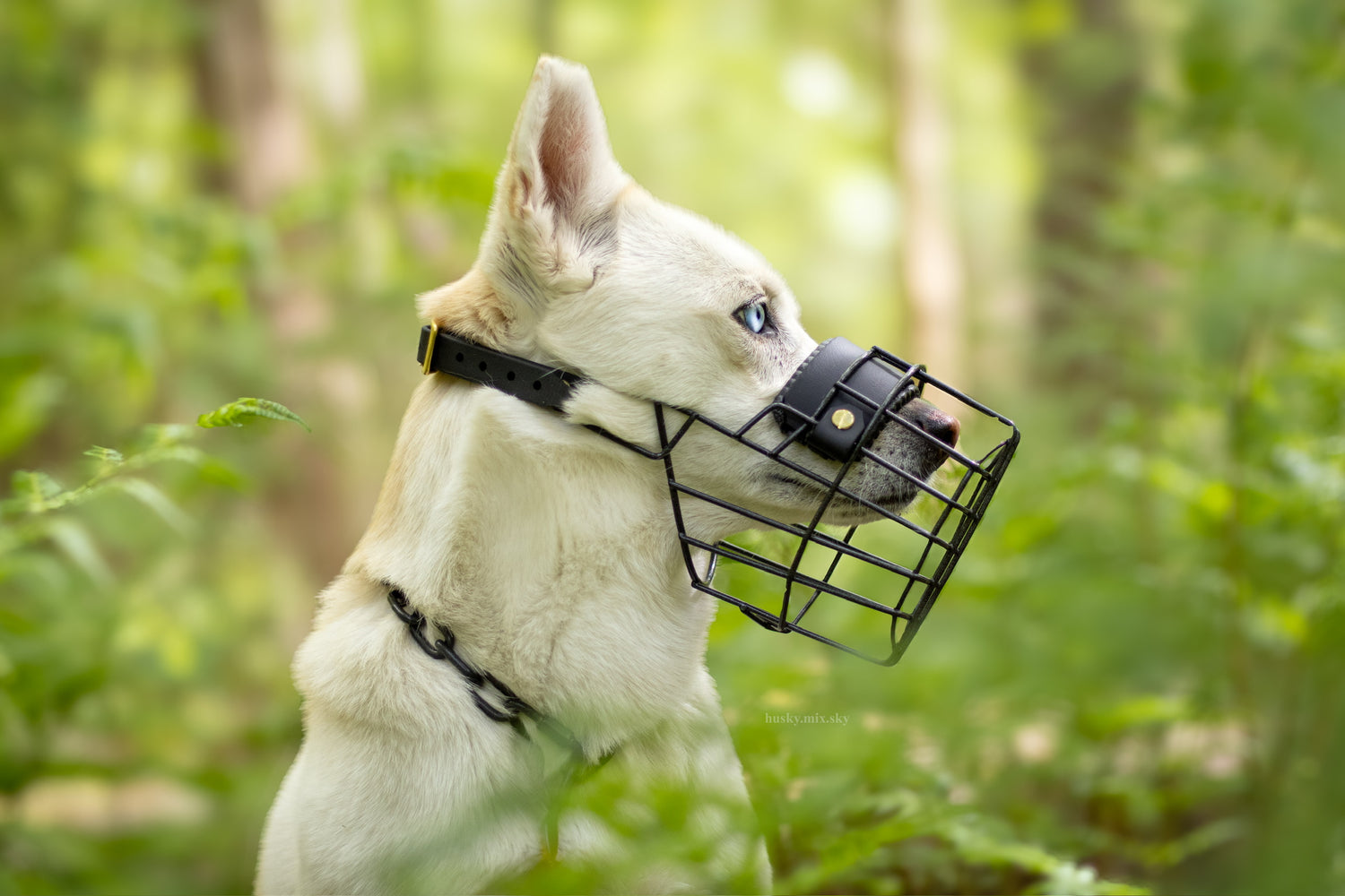 Der Weg zum kompletten Maulkorb