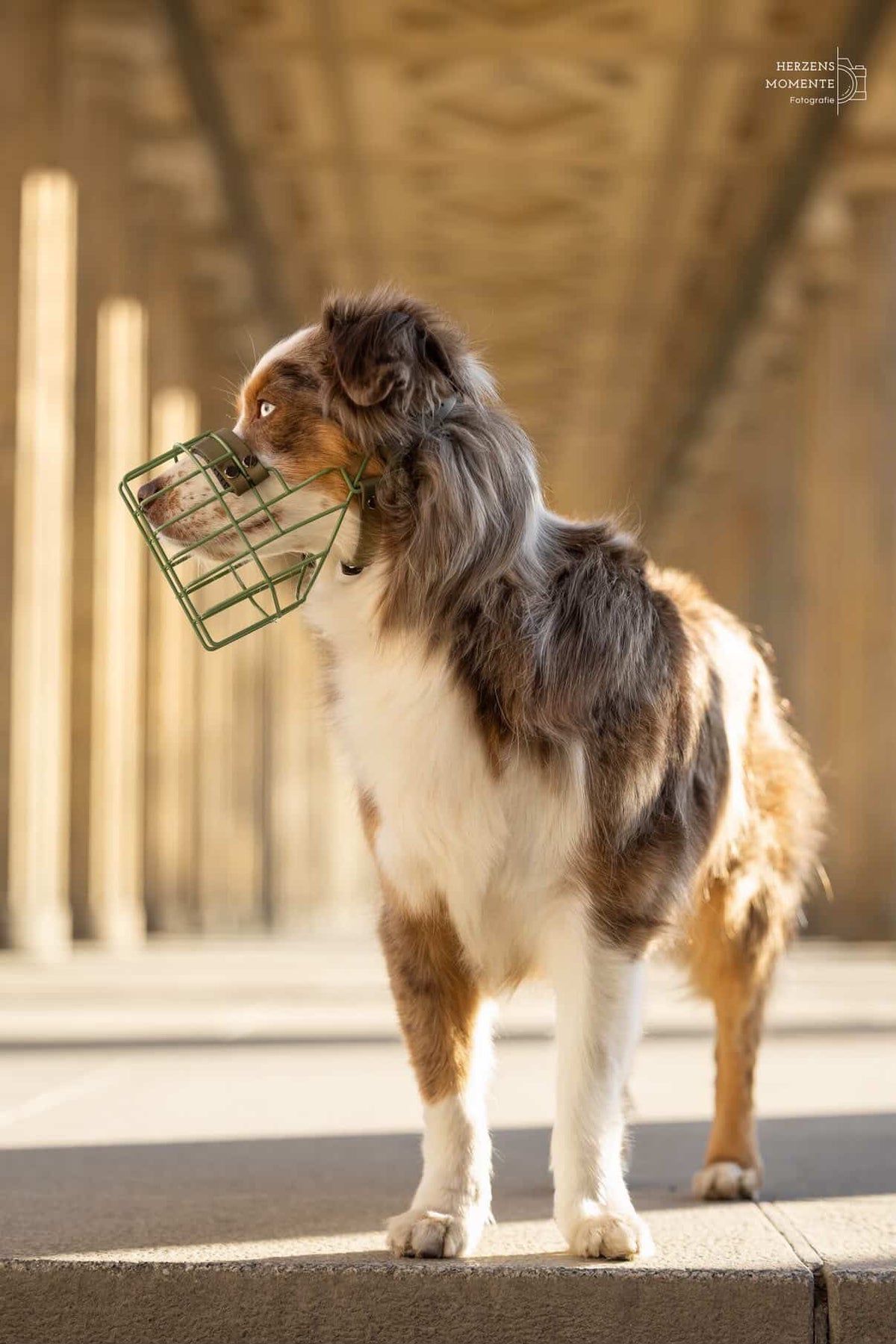 Australian Shepherd mit olivfarbenem Eastside-Maulkorb
