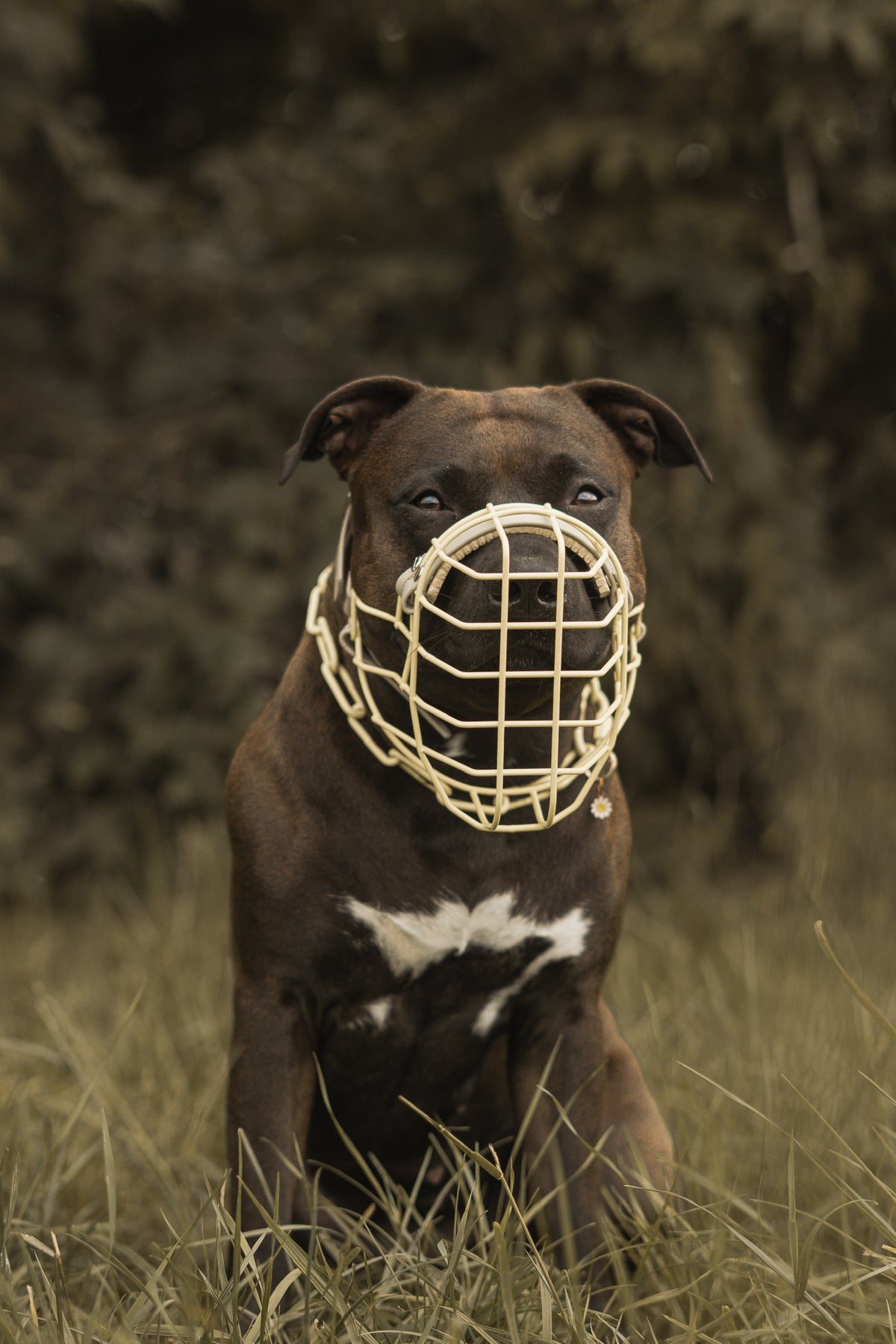 Amstaff mit Eastside-Maulkorb in Butter Yellow