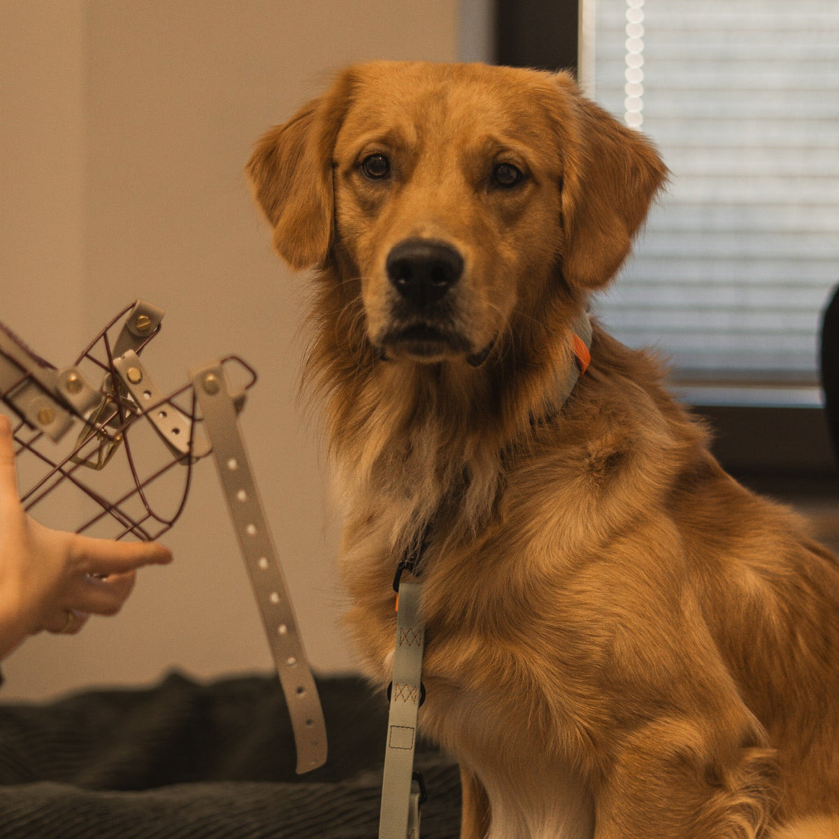 Golden Retriever bei der Maulkorbberatung vor Ort