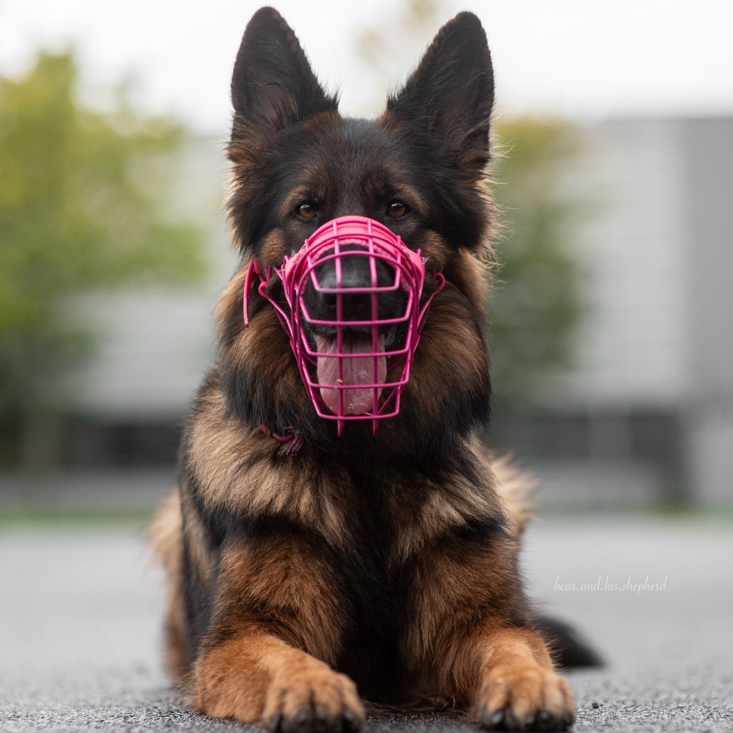 Maulkorbberatung (online)