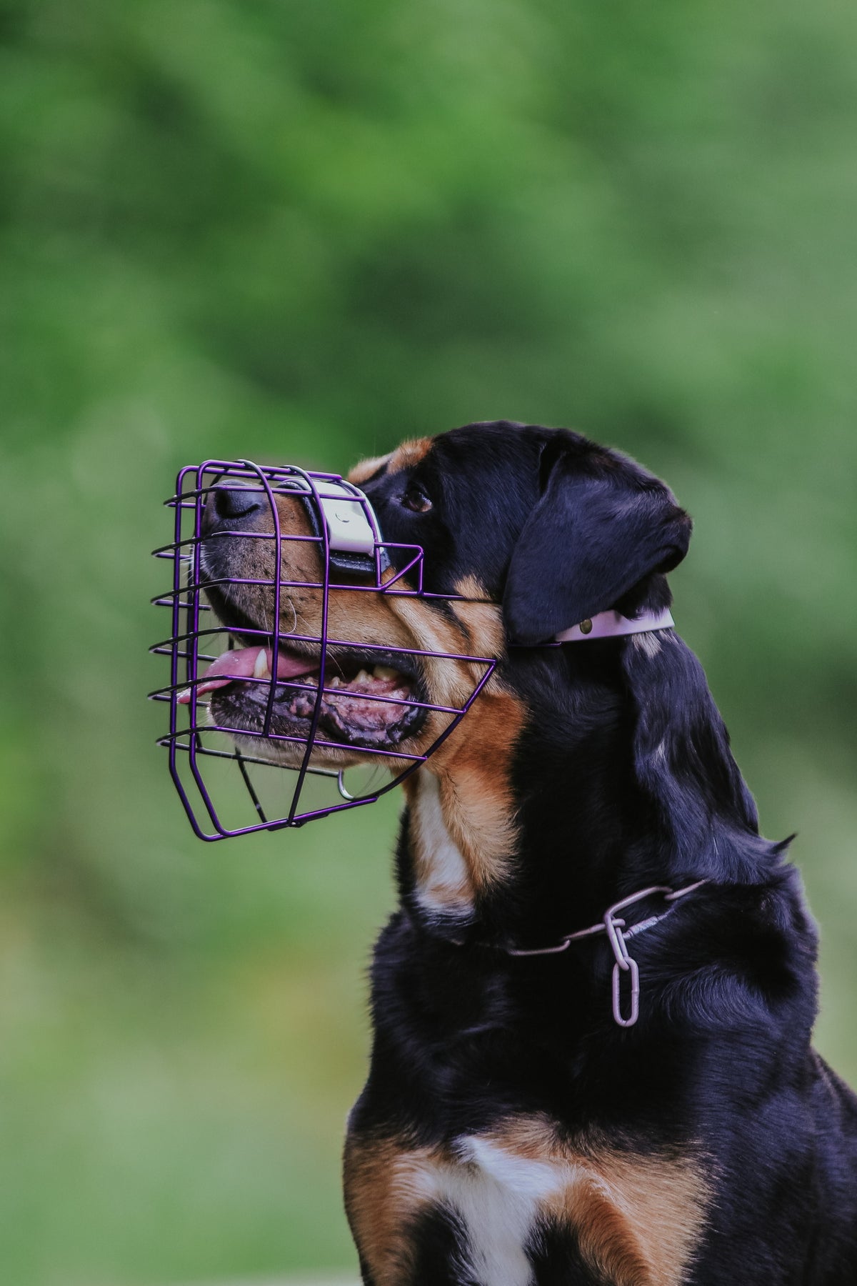 Rottweiler-Mix mit Eastside-Maulkorb in Purple Rain