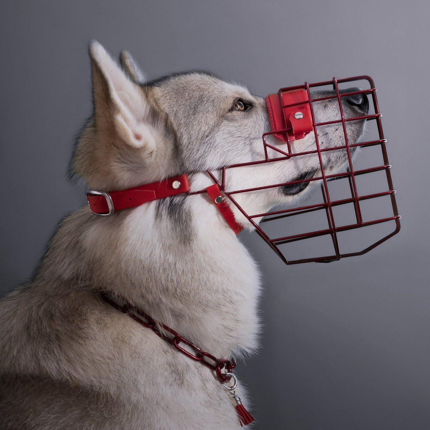 Maulkorbberatung (online)