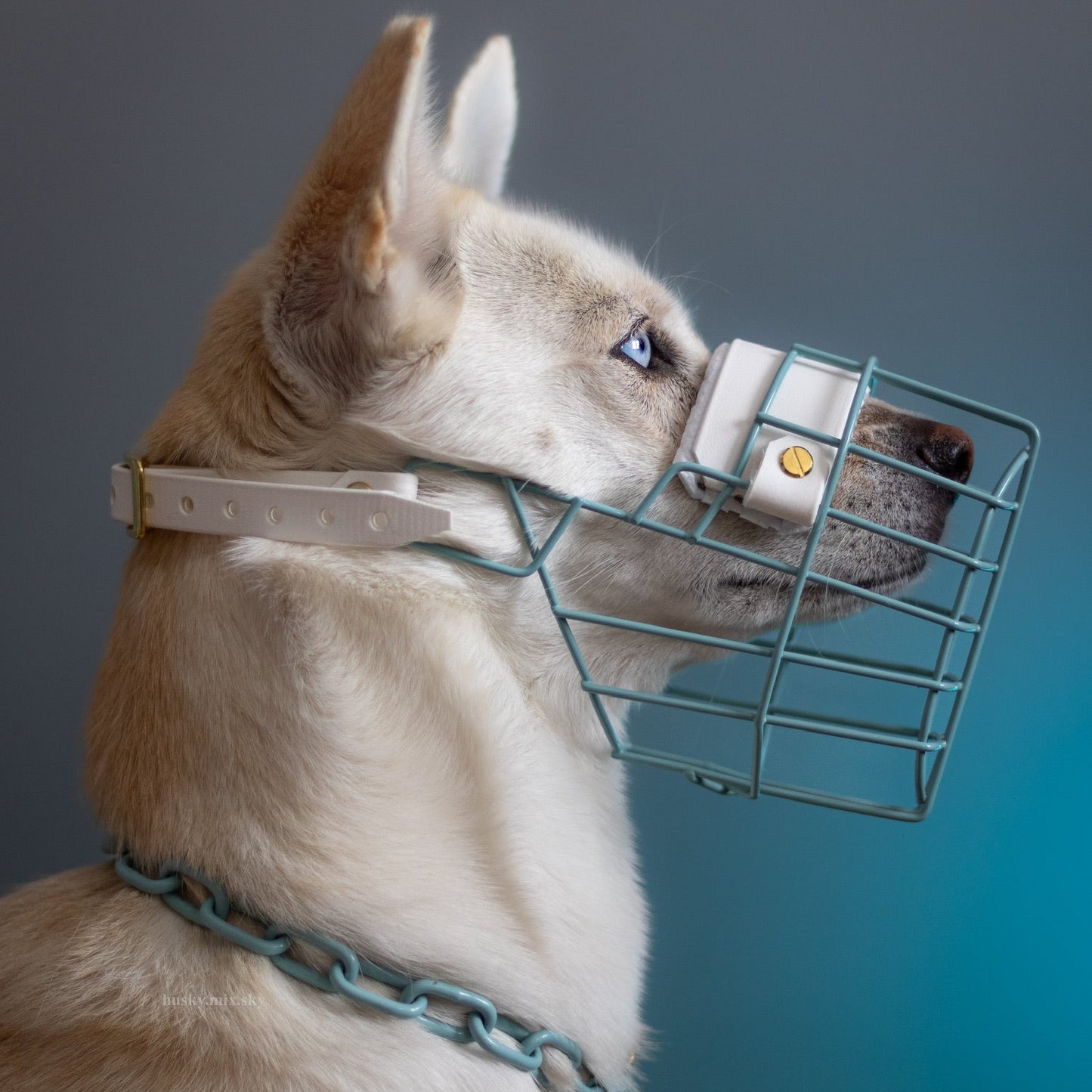 Maulkorbberatung (online)