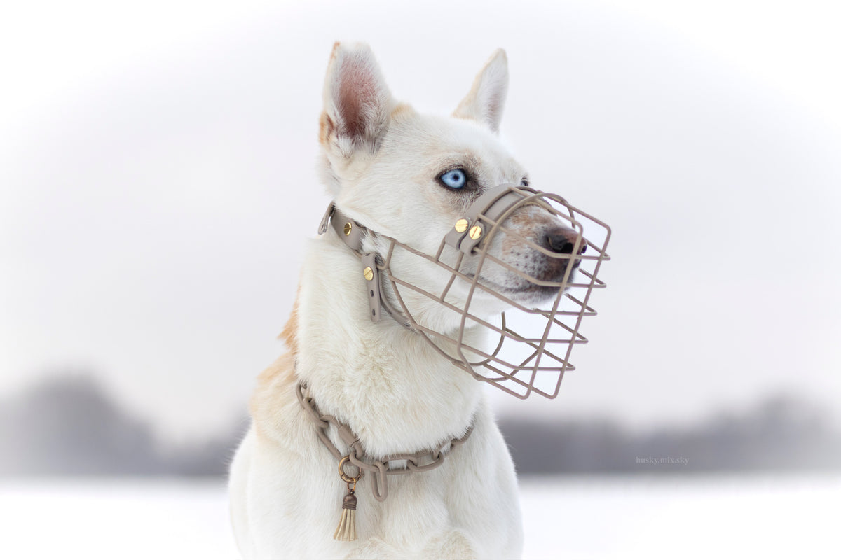 Husky-Mischling mit Eastside-Maulkorb in Chai Latte