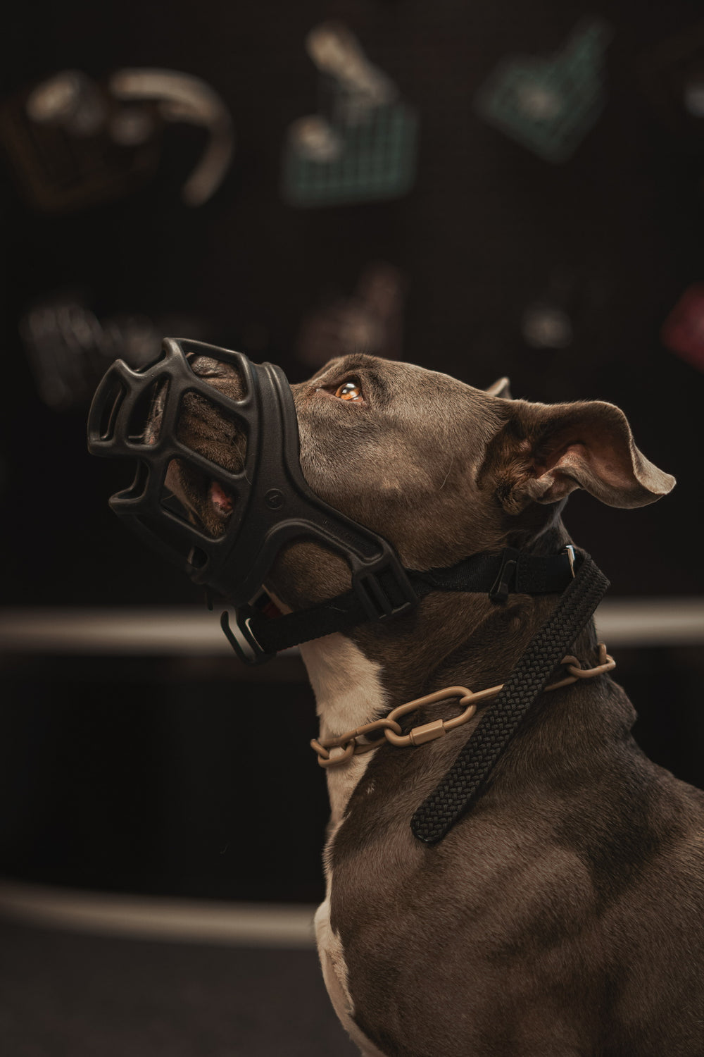 Staffordshire mit schwarzem Kunststoffmaulkorb von der Stange