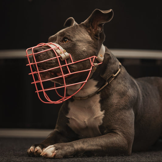 Muzzle advice